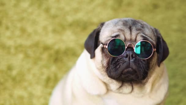 Köpek Doğurmak Pug Taklit Çim Halı Üzerinde Dinlenme Komik Köpek — Stok video