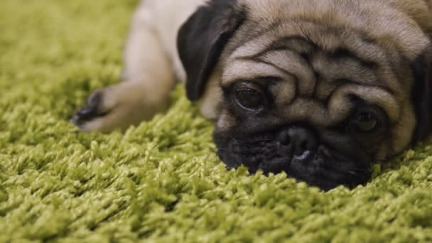 Cachorro Raza Pug Descansando Sobre Alfombra Imitando Hierba Retrato Perro — Vídeos de Stock