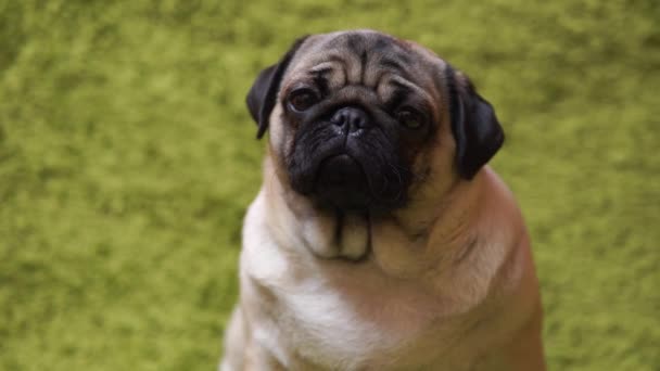 Cachorro Raza Pug Descansando Sobre Alfombra Imitando Hierba Retrato Perro — Vídeos de Stock