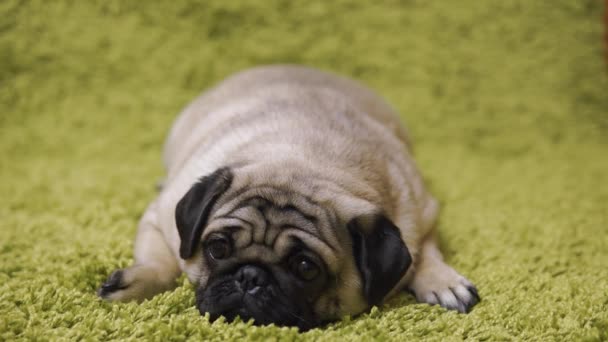 Welpen Züchten Mops Der Auf Dem Teppich Ruht Und Das — Stockvideo