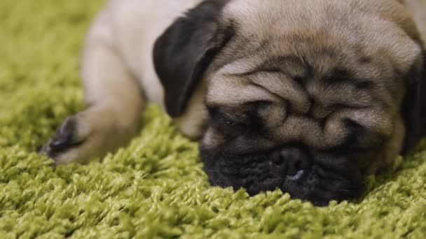 Cachorro Raza Pug Descansando Sobre Alfombra Imitando Hierba Retrato Perro — Vídeos de Stock