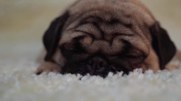 Hondenras Pug Rustend Een Wit Tapijt Schattige Puppy Close — Stockvideo