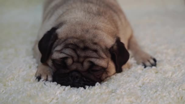 Perro Raza Pug Descansando Sobre Una Alfombra Blanca Lindo Cachorro — Vídeo de stock