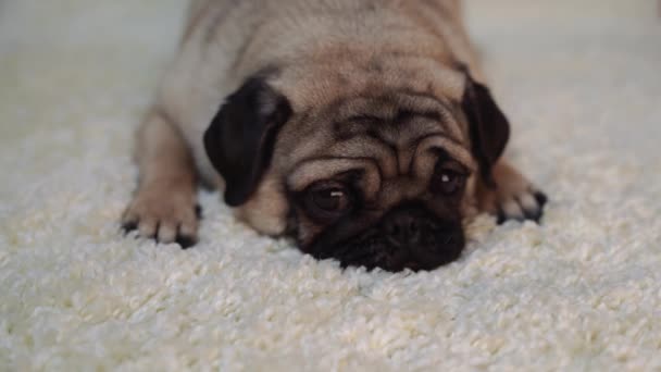 Grappige Pug Puppy Witte Achtergrond — Stockvideo