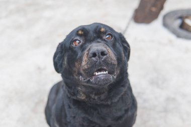 Şirin siyah köpek sokakta. 