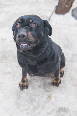 Şirin siyah köpek sokakta. 