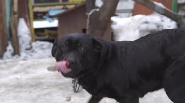 Kara köpek zincirlendi. 