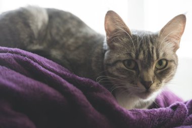 Çizgili kedi bir battaniyeye sarılmış penceresinde, yalan