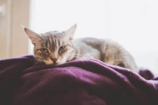 Chat Rayé Couché Sur Fenêtre Enveloppé Dans Une Couverture — Photo