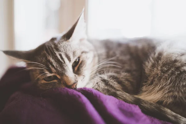 Striped Cat Lying Window Wrapped Blanket — Stock Photo, Image