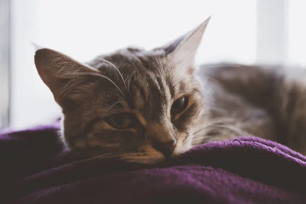 Striped Cat Lying Window Wrapped Blanket — Stock Photo, Image