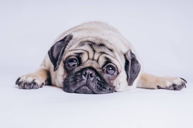 Beyaz arka planda komik bir köpek yavrusu..