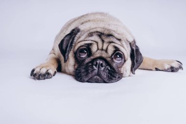 Beyaz arka planda komik bir köpek yavrusu..