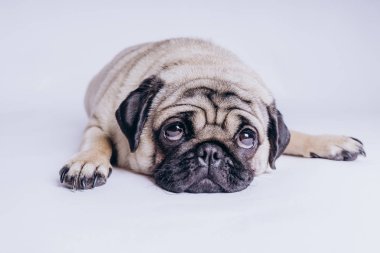 Beyaz arka planda komik bir köpek yavrusu..
