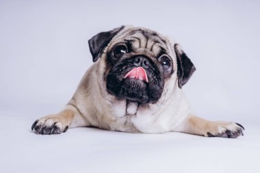 Beyaz arka planda komik bir köpek yavrusu..