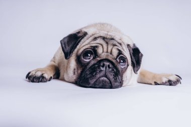 Beyaz arka planda komik bir köpek yavrusu..