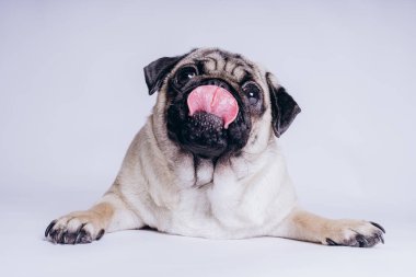 Beyaz arka planda komik bir köpek yavrusu..