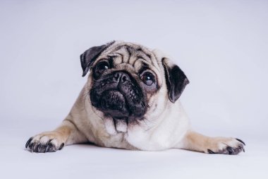Beyaz arka planda komik bir köpek yavrusu..
