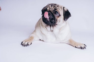 Beyaz arka planda komik bir köpek yavrusu..