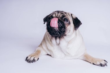 Beyaz arka planda komik bir köpek yavrusu..