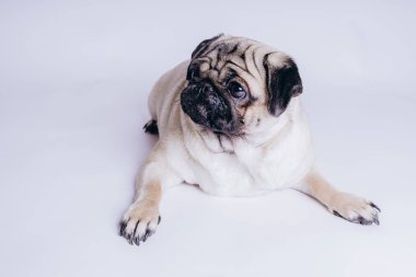 Beyaz arka planda komik bir köpek yavrusu..