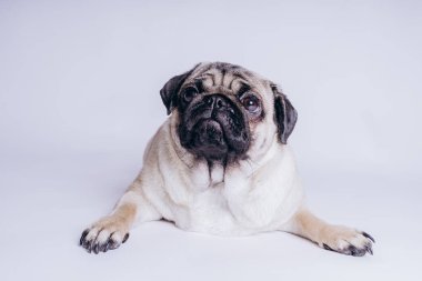 Beyaz arka planda komik bir köpek yavrusu..