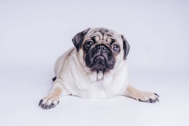 Funny pug puppy, on white background. clipart