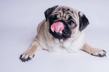 Beyaz arka planda komik bir köpek yavrusu..