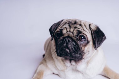 Beyaz arka planda komik bir köpek yavrusu..
