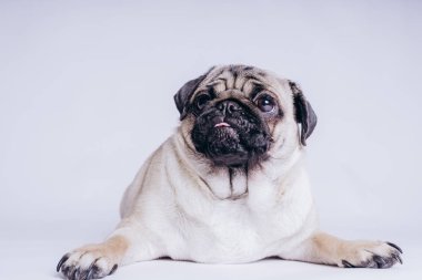 Beyaz arka planda komik bir köpek yavrusu..