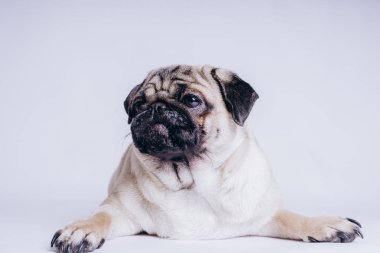 Beyaz arka planda komik bir köpek yavrusu..