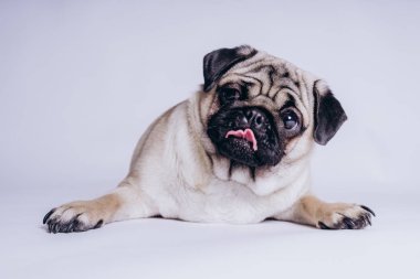 Beyaz arka planda komik bir köpek yavrusu..
