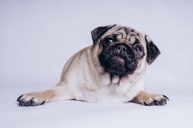 Beyaz arka planda komik bir köpek yavrusu..
