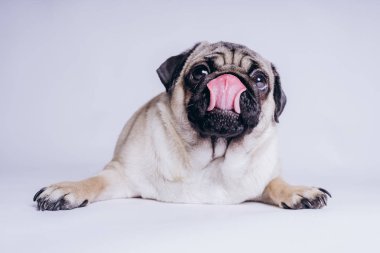 Beyaz arka planda komik bir köpek yavrusu..