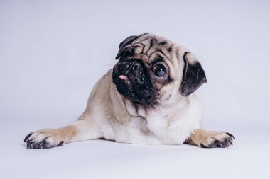 Beyaz arka planda komik bir köpek yavrusu..