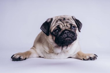 Beyaz arka planda komik bir köpek yavrusu..