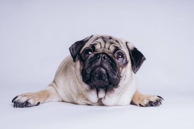 Beyaz arka planda komik bir köpek yavrusu..