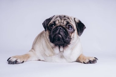 Beyaz arka planda komik bir köpek yavrusu..