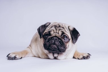 Beyaz arka planda komik bir köpek yavrusu..