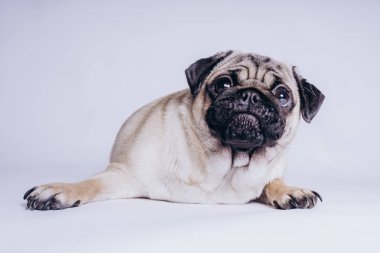Beyaz arka planda komik bir köpek yavrusu..