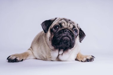 Beyaz arka planda komik bir köpek yavrusu..