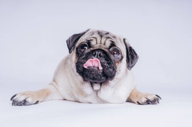Beyaz arka planda komik bir köpek yavrusu..