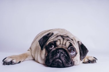Beyaz arka planda komik bir köpek yavrusu..