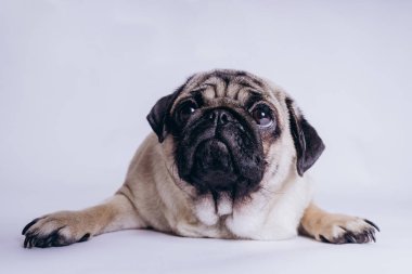 Beyaz arka planda komik bir köpek yavrusu..