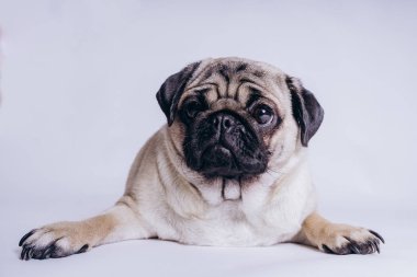 Beyaz arka planda komik bir köpek yavrusu..