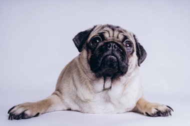 Beyaz arka planda komik bir köpek yavrusu..