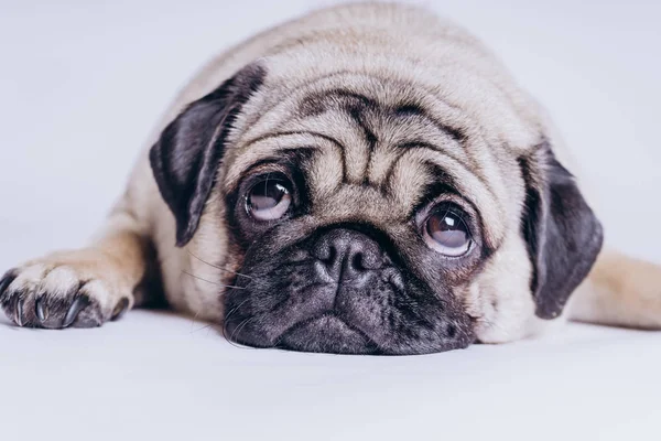 Perrito Peluche Cómico Sobre Fondo Blanco —  Fotos de Stock