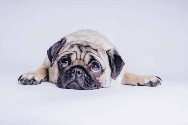 Divertente Cucciolo Cucciolo Sfondo Bianco — Foto Stock