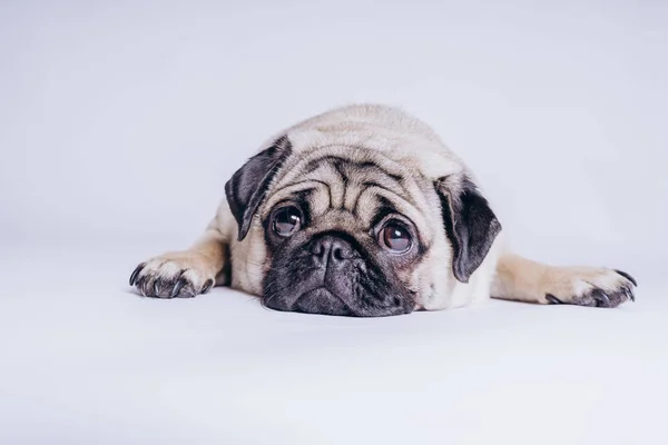 Perrito Peluche Cómico Sobre Fondo Blanco —  Fotos de Stock