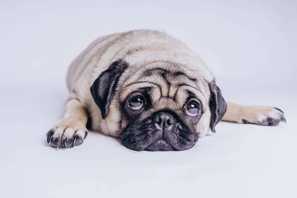 Perrito Peluche Cómico Sobre Fondo Blanco — Foto de Stock